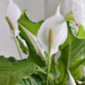 Meet your Posher, Hayley